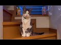とある日の保護猫達Cats on a certain day