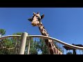 Zoo to You Virtual Safari: Giraffes Part 2