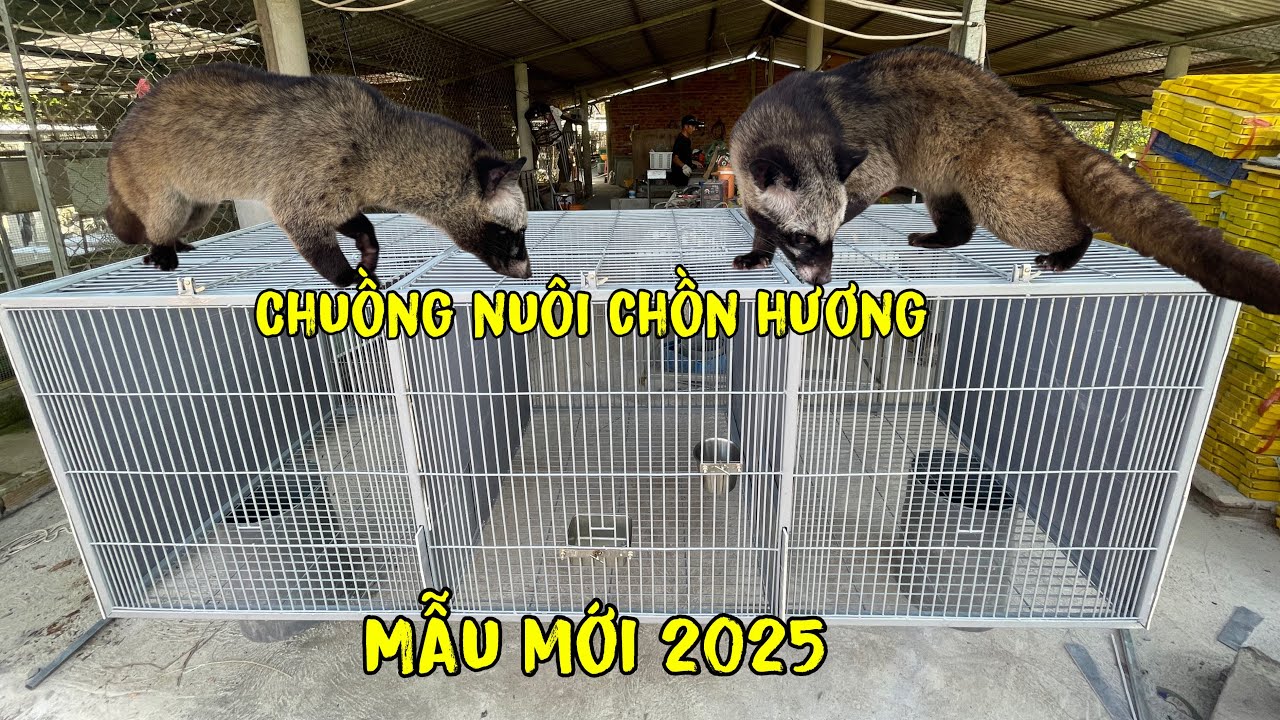 Mẫu Chuồng Đẹp Nuôi Chồn Hương,An Toàn Chắc Chắn ,Hiệu Quả Nhất Năm 2025/Góc Chăn Nuôi