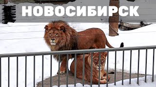 Новосибирский зоопарк зимой. Любовные игры львов