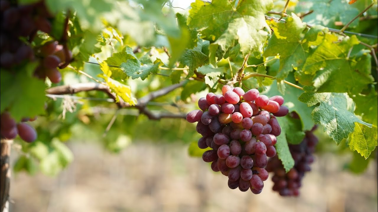 क्रिमसन व्हरायटी बद्दल सविस्तर व महत्वपुर्ण माहीती-श्री.अन्नुदादा मोरे