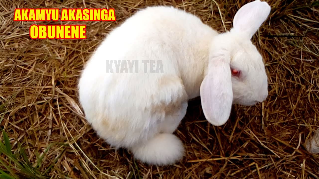 Akamyu Akasinga Obunene mu Uganda Tukazudde BIGGEST RABBIT YouTube