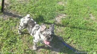 Fluffy French Bulldog Zoomies by Love Wags A Tail 1,390 views 10 months ago 1 minute, 28 seconds