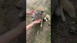 Heartbroken Husky Mama's Piercing Cries Go Ignored After The Loss Of Her Only Puppy- story below by CUDDLY 33 views 2 hours ago 2 minutes, 31 seconds