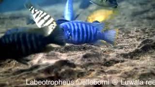 Labeotropheus Fuelleborni