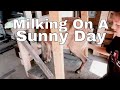 GOAT MILKING VLOG