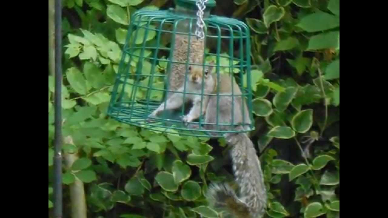 Funny animals squirrel in squirrel proof bird feeder YouTube