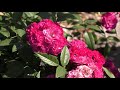 мускусные розы и розы остина. питомник роз полины козловой rozarium.biz. musk roses and Austin roses