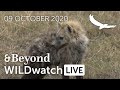 WILDwatch Live | 09 October, 2020 | Morning Safari | South Africa