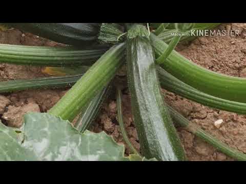 ভিডিও: শীতকালীন জন্য Zucchini প্রস্তুত করার অল্প-পরিচিত উপায়