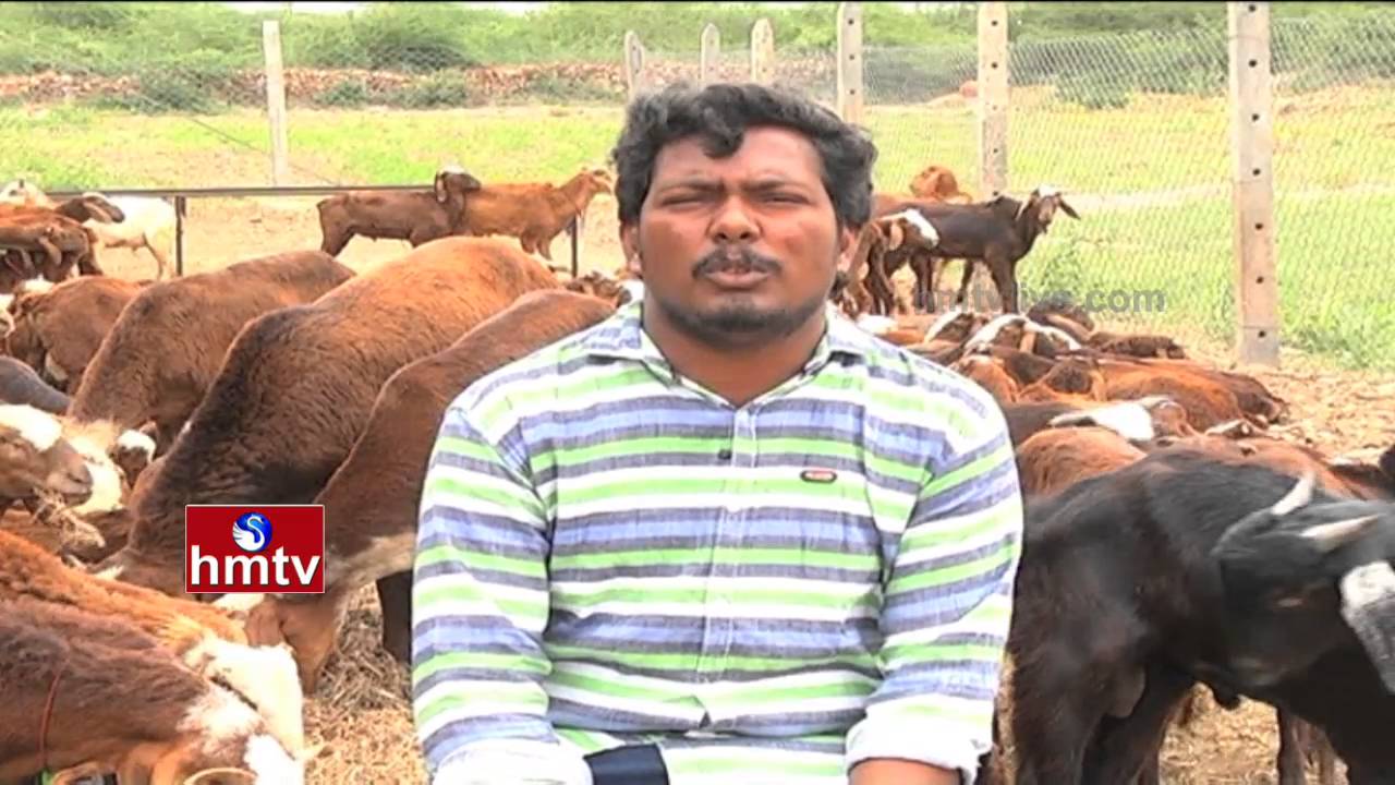 Goats Farming By Mallikarjuna & Chalapathi | Jammalamadugu | Kadapa Dist | Nela Talli Weekend | HMTV