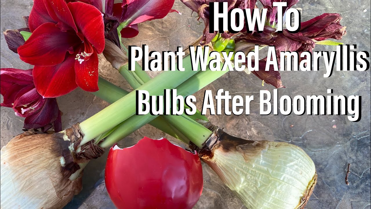How To Save & Plant Your Waxed Amaryllis Bulbs After Blooming! - YouTube