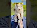 Husky puppies available in kerala #shorts