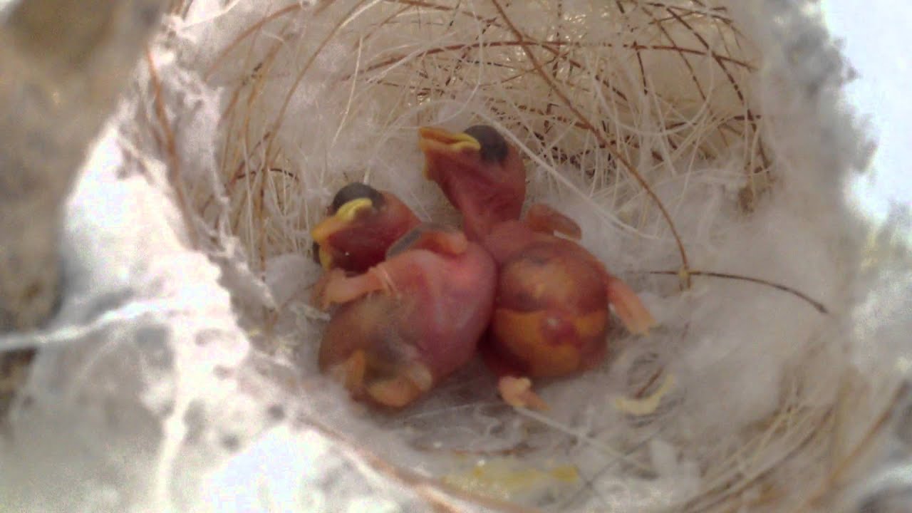 camera iphone 8 plus apk 2015 white eye babies