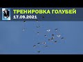 Тренировка голубей 17.09.2021 (Полная версия)