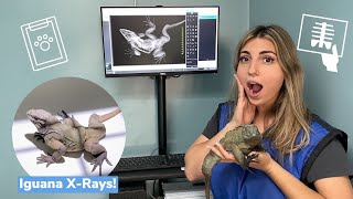 Iguana With Severe Scoliosis Gets X-Rays! Vet Visit!