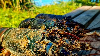 Lobster Hunt in Palau 🇵🇼 Angaur