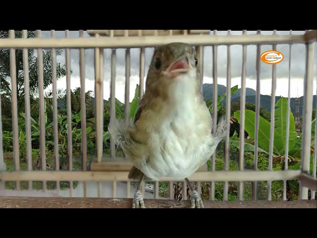 Burung Flamboyan Suara Keras Rajanya Nyiul Untuk Masteran dan Pancingan class=