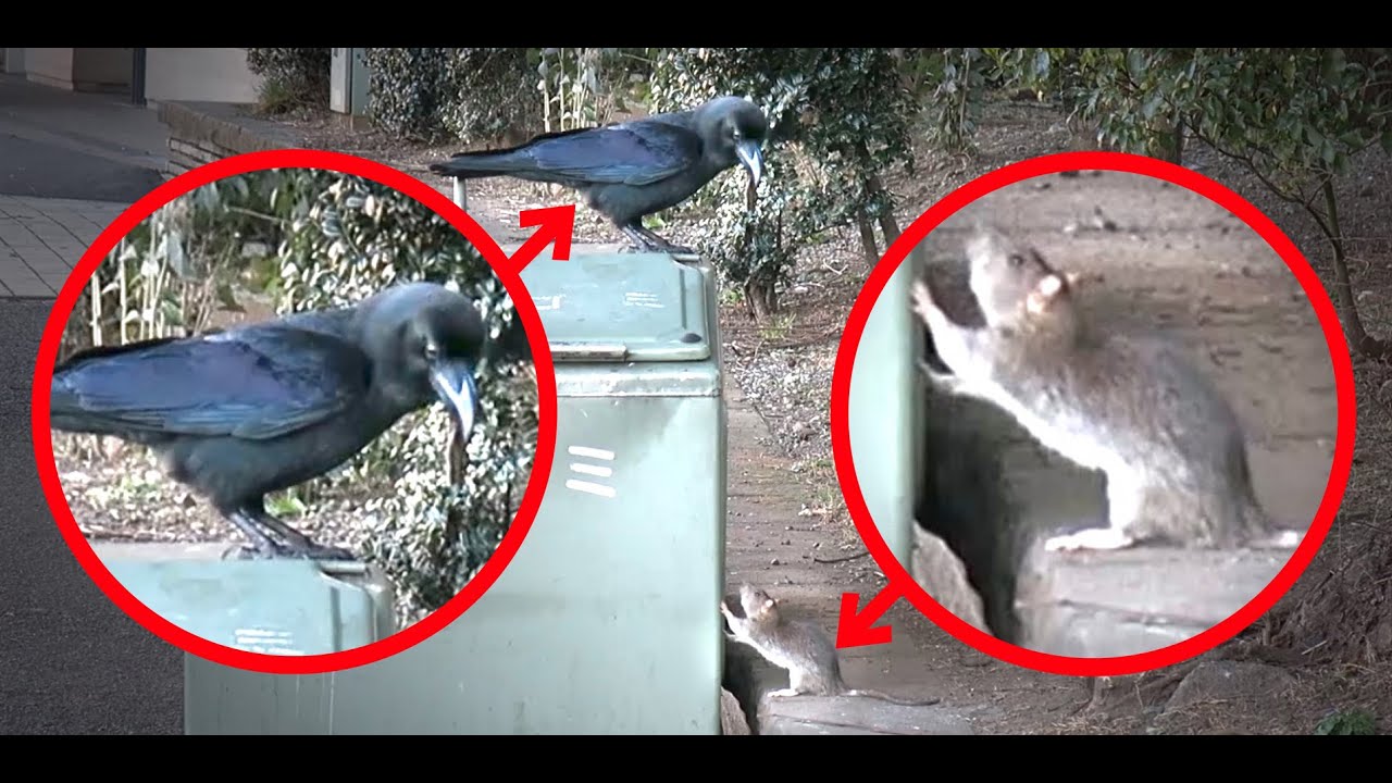 A Strange Relationship Between A Crow And A Mouse Youtube