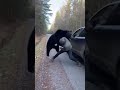 Black Bear Charges Man After He Steps Out of His Car 🐻🚨
