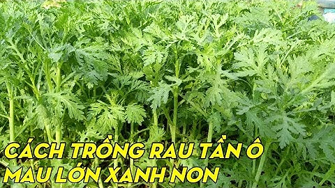 Cách Trồng Rau Tần Ô Từ Lúc Gieo Hạt Đến Thu Hoạch | Phan Đức #143