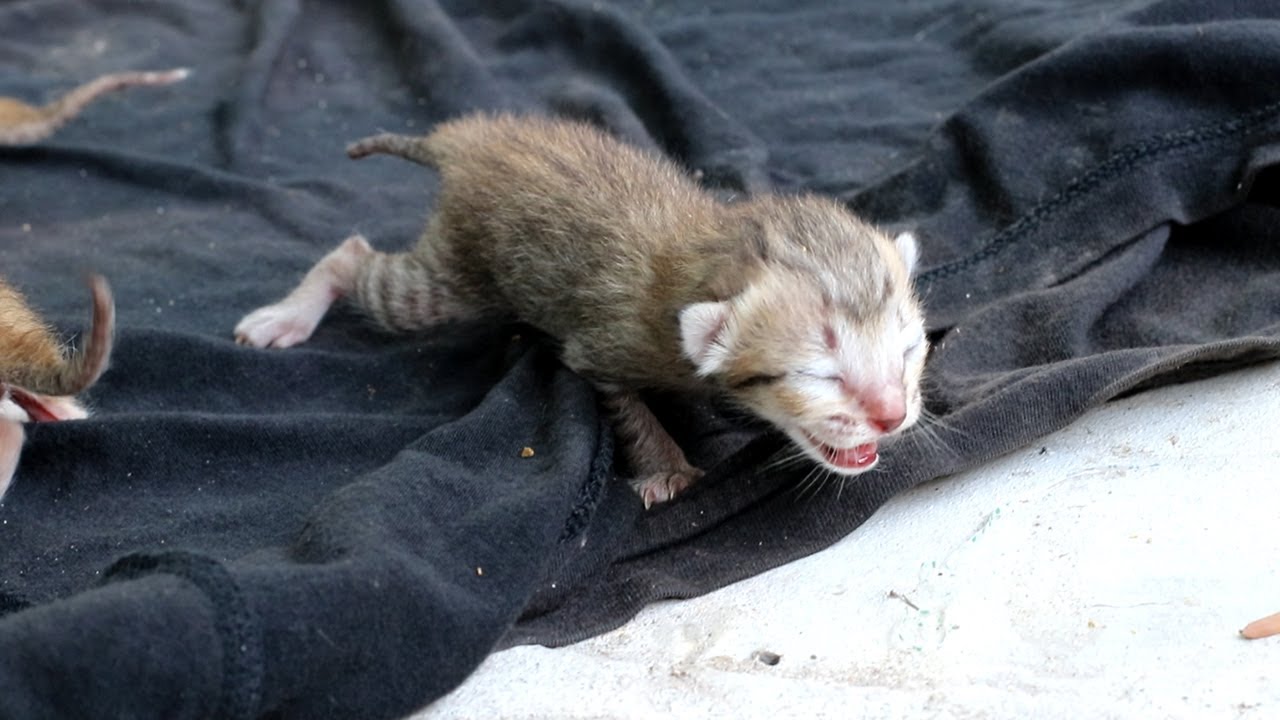 Newborn cat meowing to call mom Newborn baby cat crying for mom cat YouTube