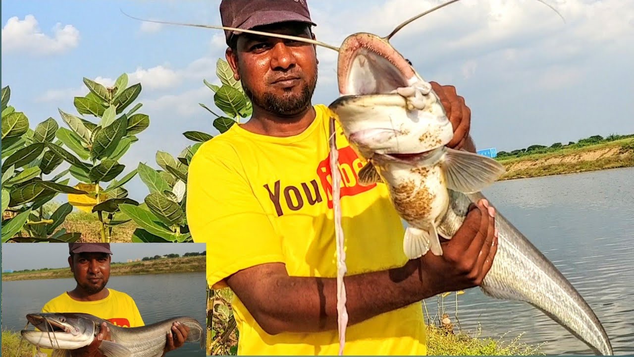 amazing fish catching // best fishing techniques // wallago fish