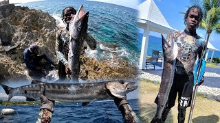 Big Barracuda Catch | Dangerous Sea Monster  Spearfishing Trip | Big Goldtail Parrotfish🇯🇲💯