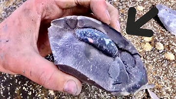 Mouthwatering Ammonites | Fossil Hunter