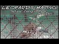 LEOPARD MATING. #Leopard #National zoological park new Delhi #delhizoologicalpark #delhizoovlog