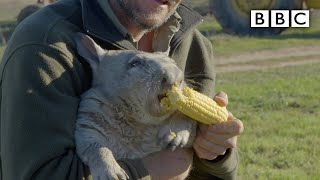 Feeding a farting wombat  BBC