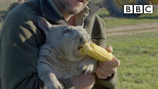 Feeding a farting wombat - BBC