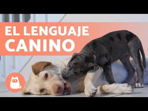 Video: ¿Cuánto tiempo puede durar el parto para perros?