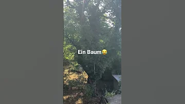 Wie viel bekommt man für einen Baum?