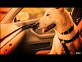 Nebraska Humane Society: Cars + Dogs + Heat = Just don’t do it