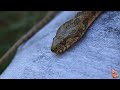 🐍 Culebra viperina (Natrix Maura) - La culebra de agua imitadora de víboras  🐍