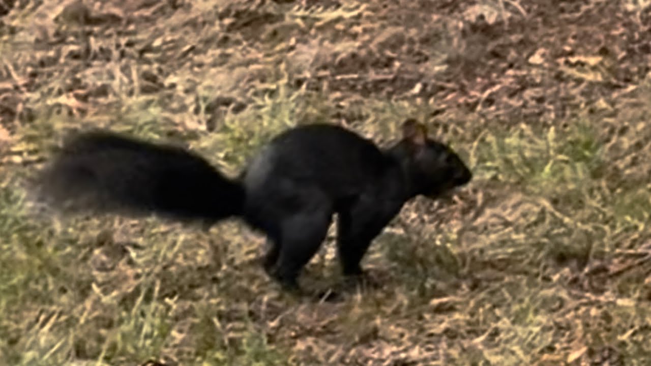 Squirrel Hoarding Nuts in Lawn for Winter 