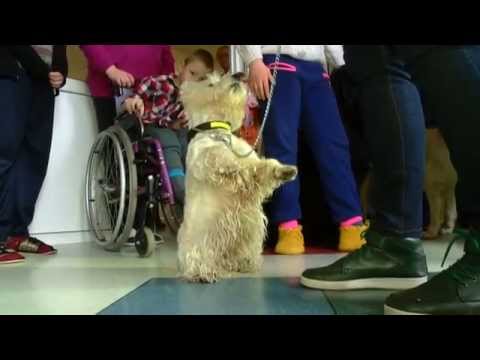Video: Kas Yra šunų Terapija