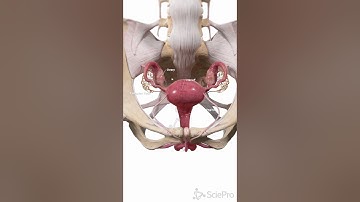 Uterus in the Female Pelvis | 3D Anatomy Animation