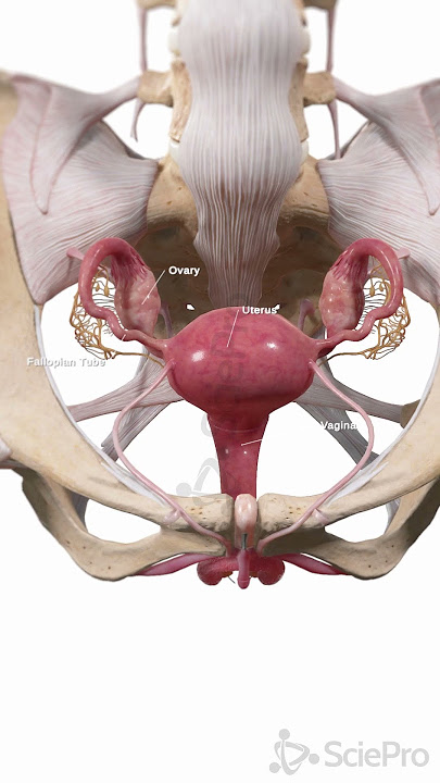 Uterus in the Female Pelvis | 3D Anatomy Animation