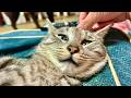 🔴猫とウトウトタイムgood night🫠😻🤟CatWater ASMR