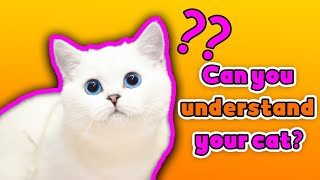 how to understand your cat ? tips and tricks for building a stronger bond by catdog 2,838 views 1 year ago 4 minutes, 26 seconds