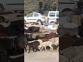 Patali kamariya bole hay hay hay #sheep #road#viral #trending #shorts #hits #gulab