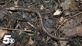 Invasive jumping worm called 'a disaster'
