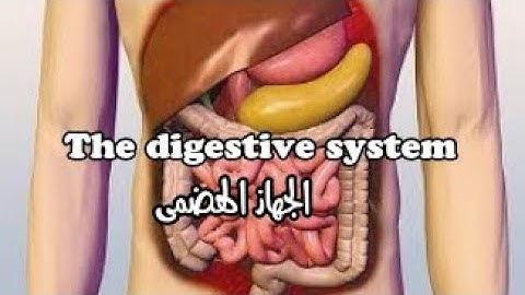 كونكت ٤/الوحدة الأولى/ الدرس ٢ الجهاز الهضمي connect 4/lesson 2 The digestive system
