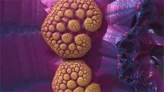 Fractal Landscapes HD