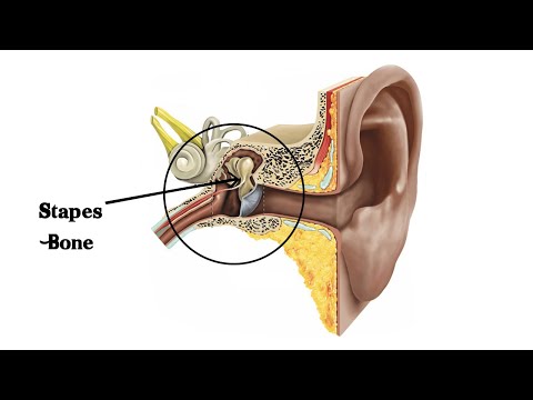 Video: Aká najkratšia kosť v ľudskom tele?