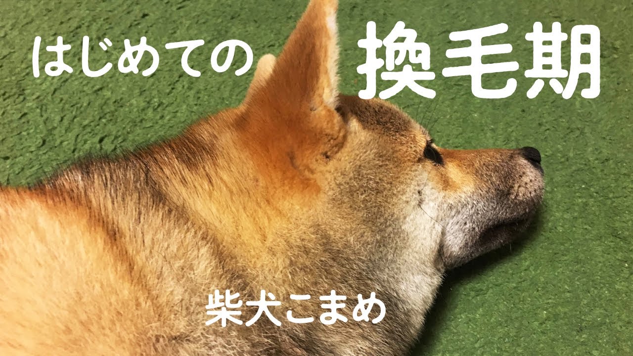 はじめての換毛期でブラッシング 柴犬 子犬 こまめ 生後7ヶ月 リラックス Youtube