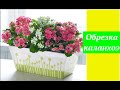 ПРАВИЛЬНАЯ ОБРЕЗКА КАЛАНХОЭ ДЛЯ ПЫШНОГО ЦВЕТЕНИЯ #суккулент #Kalanchoe  #succulentus #oldenburgru