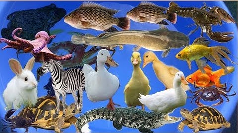 Con cá thật cá rô, con cua, con cá diếc, cá vàng, đồ chơi con tôm, bạch tuộc, con vịt, con rùa #22